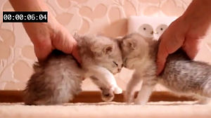 子猫の衝突実験