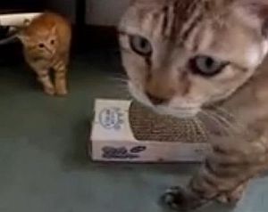 大人の猫を初めて見た子猫のリアクション