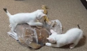 おきにの袋を取られたくない茶トラにじゃれつく子猫達