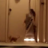 突然の轟音に逃げ出す子猫たち