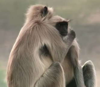 ロボットの死で悲しむハヌマンラングール