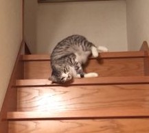 階段を滑り落ちる猫