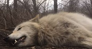 仲間の吠え声に返事するのが面倒くさい狼