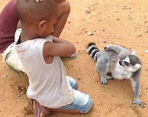 子どもに自分の体を掻かせる横柄なワオキツネザル