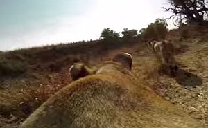ライオンの背中にGoProを着けて狩りの様子を撮影