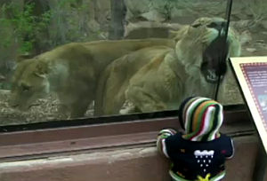 赤ちゃんを食べたい雌ライオン