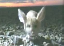 耳が兎のようにデカいミミナガ飛びネズミ
