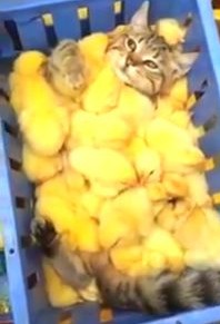 大量のヒヨコに乗っかられて満足げな猫