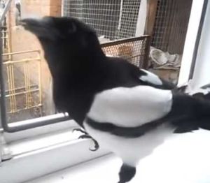 子どもの笑い声のような鳴き方をするカササギ