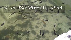 大量のボウフラがいる水溜りにメダカを入れてみた