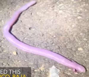 前足が生えた蛇の動画