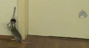 ドアを開けるために鈴を鳴らすネズミ