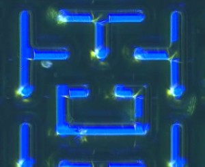 微生物でパックマン