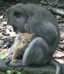 子猫を抱えて可愛がる猿