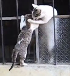 窓を乗り越えようとする子猫を助ける母猫