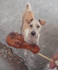 子犬の為に焼き鳥を持ち帰る母犬の動画