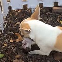 死んだ子犬を土へ埋める母犬
