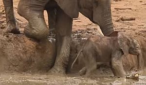 泥沼に落ちた子象を助ける母象と仲間達