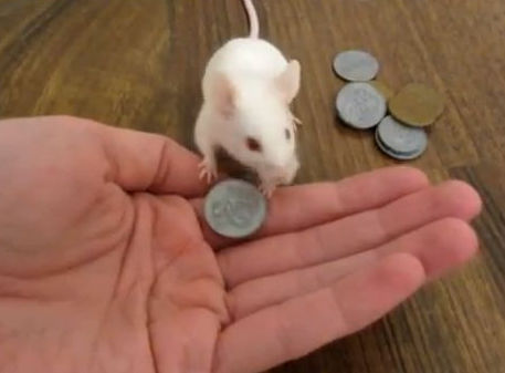 ネズミが人間にお金を渡して餌をもらう