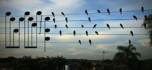 鳥が留まっている電線を五線譜に見立てて作った音楽