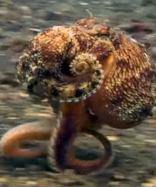 タコは海底を走る