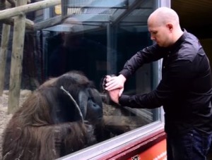 ガラスを通り抜けるトランプの手品を見たオランウータンの反応