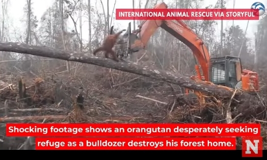 木を伐採するショベルカーを攻撃するオランウータン