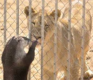 ライオンや虎、ハイエナと仲良しなカワウソ