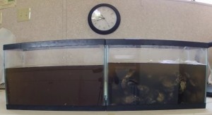 牡蠣が汚水を浄化する