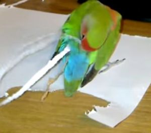 尾羽根に紙を差して飾り立てるインコ