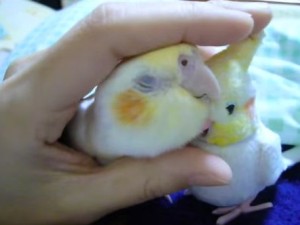 頭を撫でられてうっとりするインコ