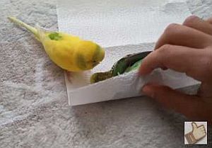 つがいが死んでも理解できず必死に起こそうとするインコ