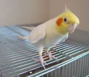 チョコボのテーマ曲を唄うインコ