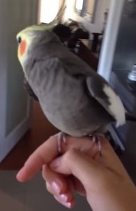インコがダブステップを歌う