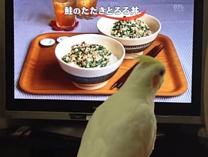 キューピー3分間クッキングを聞いてノリノリなオカメインコ