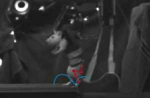 電気パルスで下半身不随マウスを歩かせることに成功