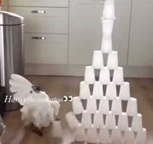 コップタワーが気に入らないので破壊するオウム