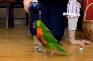 コップの周りで雨乞い踊りをするインコ