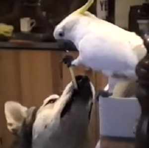 犬にスパゲッティを給餌するオウムがいた