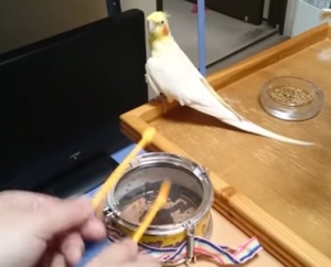 太鼓のリズムを聴くと自然にノリノリになるインコ