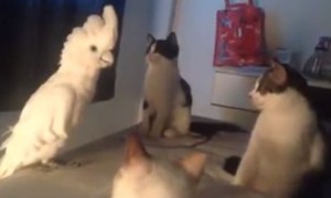 猫の鳴き声を真似するオウム