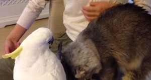 猫に触りたいオウムに猫が触らせるようになった