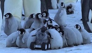 ペンギンの群れはペンギン風ロボットを受け入れる
