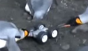 ペンギンの群れはペンギン風ロボットを受け入れる