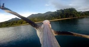 ペリカンの嘴にGoProを着けて飛ぶ様子を撮影