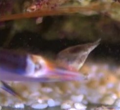 鉄砲魚のハサミから火花が飛び散る様子