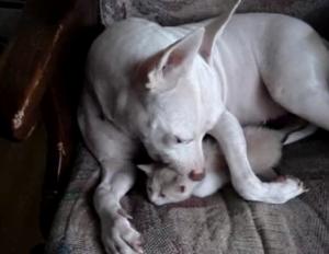 子猫を養育するピットブル