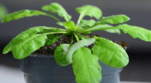 植物は自分が食べられる音を聞き分けている