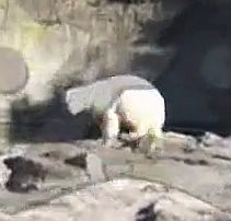 白熊クヌートの死