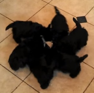 子犬達が読み込みアイコンのように回転する動画